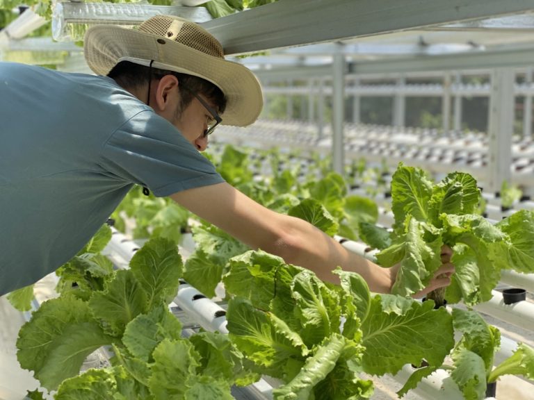 Picking lettuce at a vegetable greenhouse.