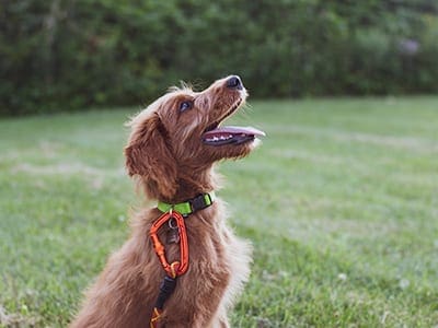 Dog looks up to trainer.