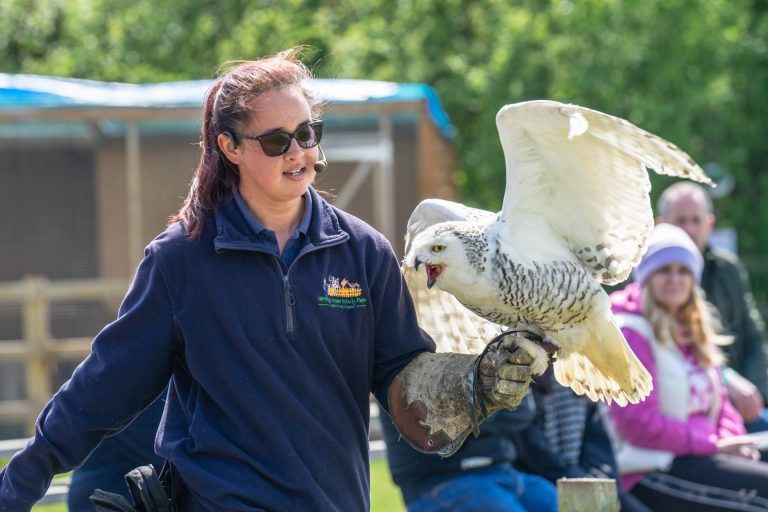 Trained professional holds a snowy owl.