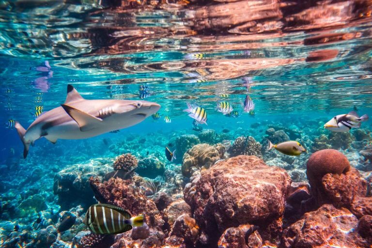 Tropical coral reef