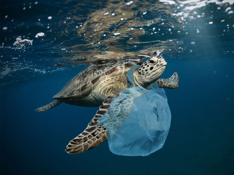 unity-college-environmental-social-justice