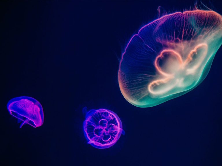 unity-college-marine-biology