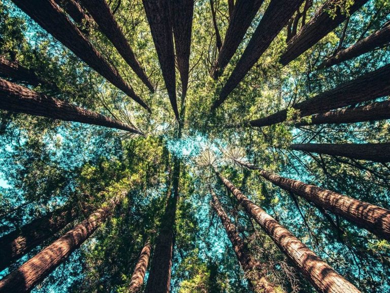 unity-college-parks-forest-resources