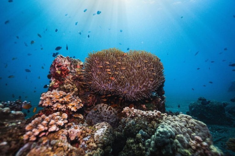 Vibrant coral reef