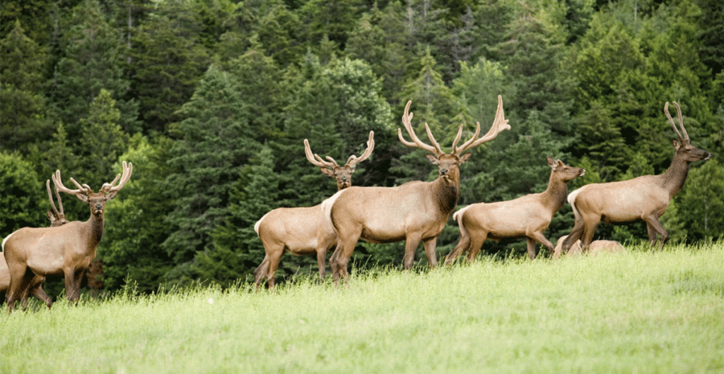 wildlife-conservation-degree-unity-college