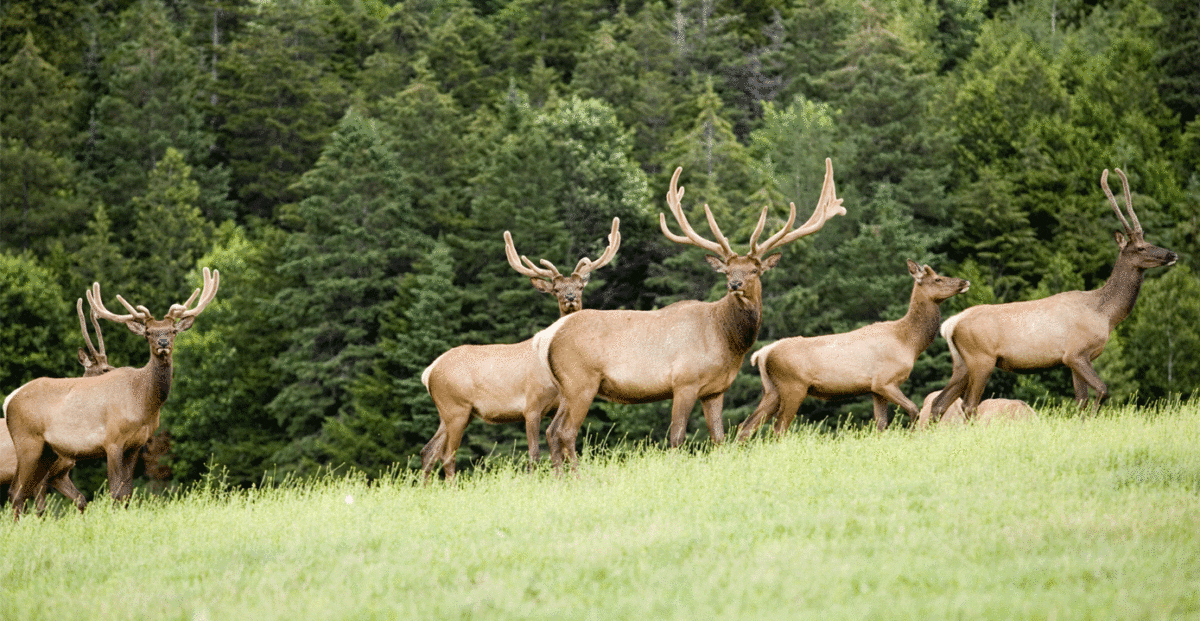 wildlife-conservation-degree-unity-college