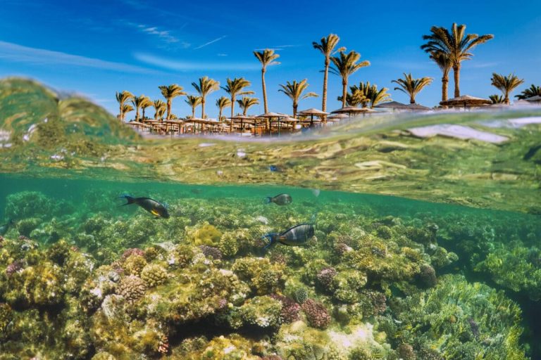 Photograph taken half under water and half above water.