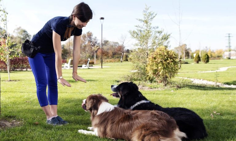153467120_animal_training-featt-thumbnail