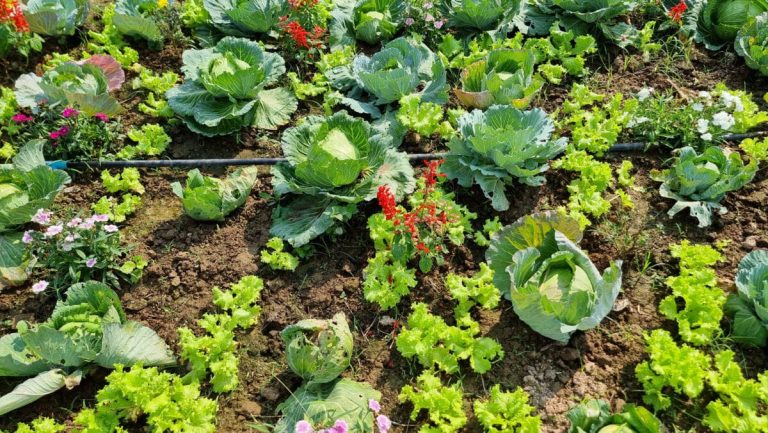 153467120_community-kitchen-garden-raised-garden-beds-with-2023-11-27-05-03-41-utc-scaled