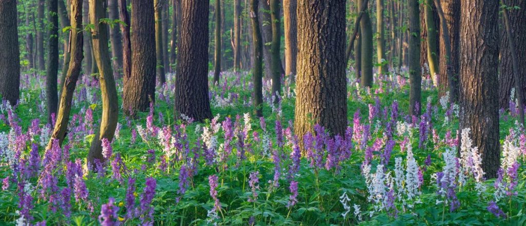 Phenology, Patterns, and Perturbations