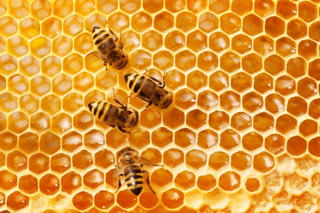 Advocacy for Bees: How to Get Involved in Bee Conservation