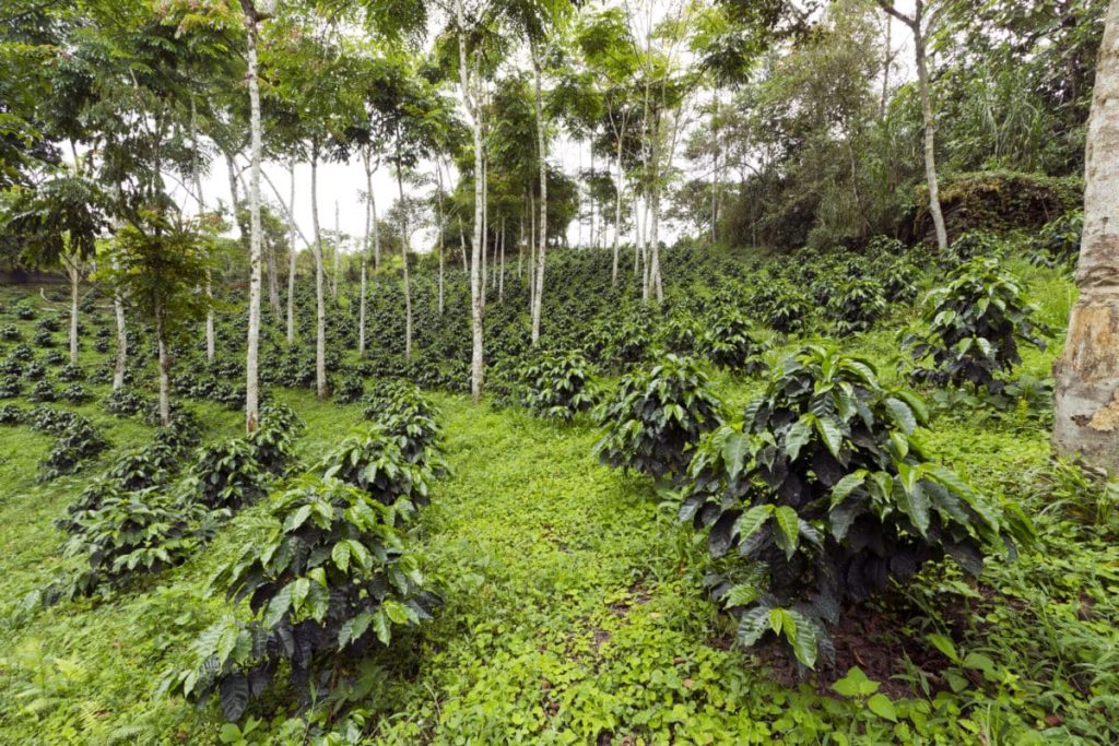 Agroforestry: The Future of Agriculture