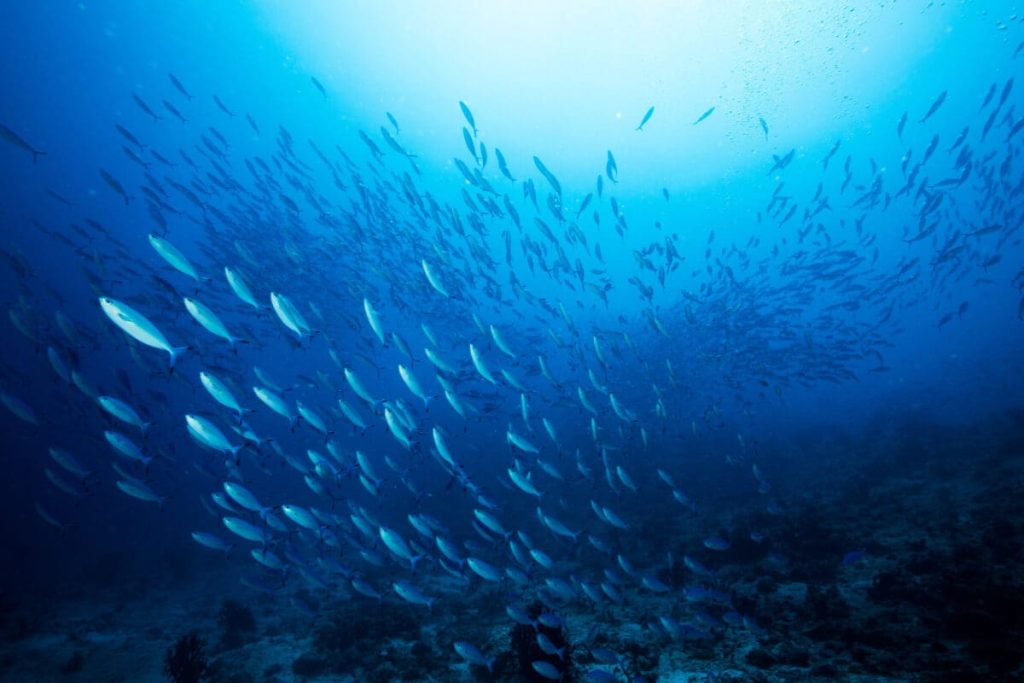 Climate Change and Our Oceans: Impacts and Solutions