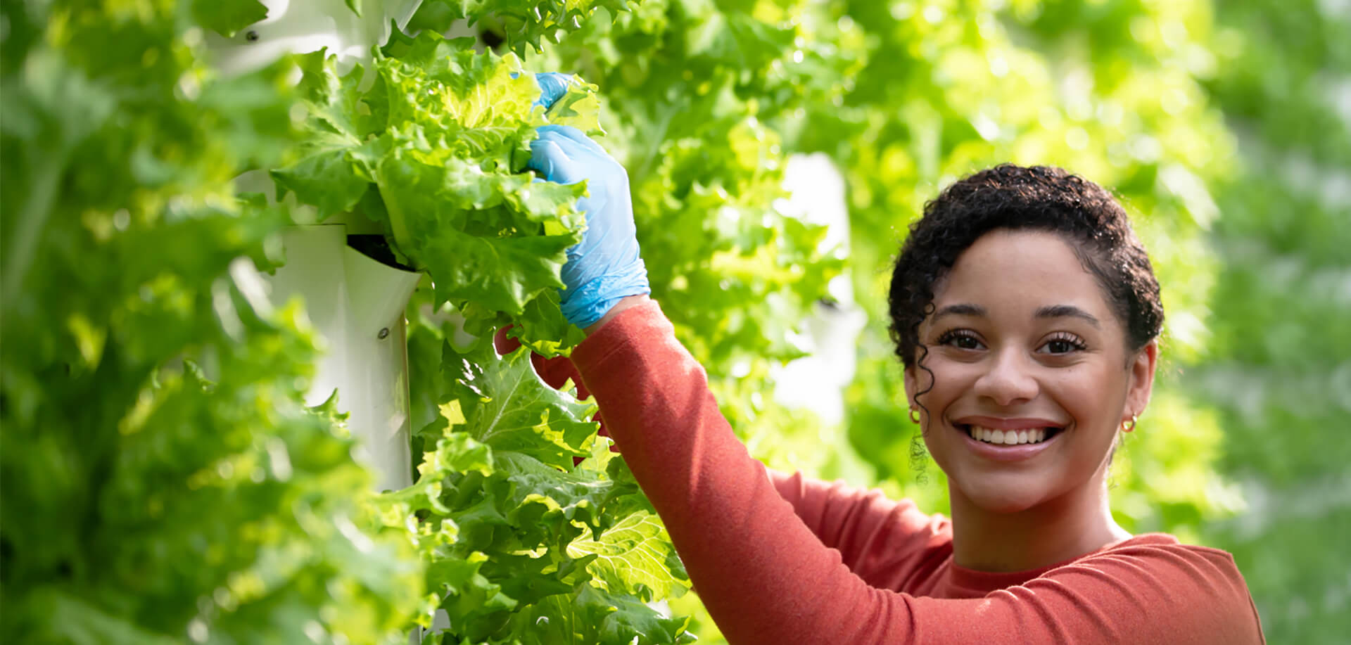 A woman harvests lettuce in a greenhouse.