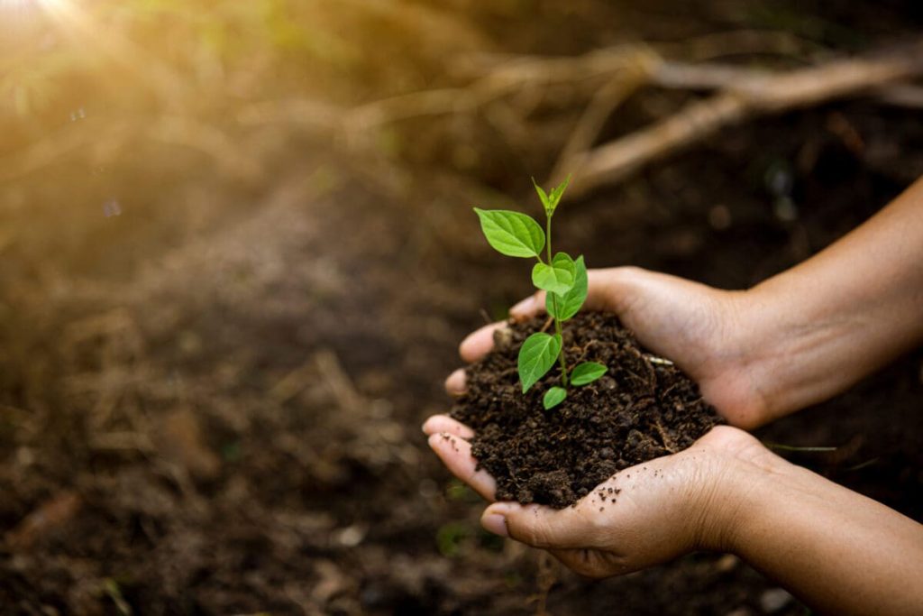 Environmental Science vs. Ecology