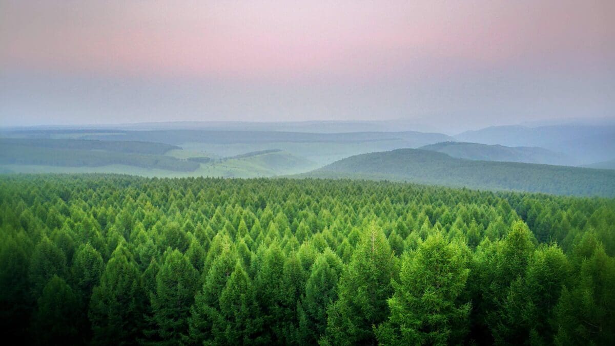Forest-scaled