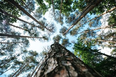 Foresters-Field-Work-scaled