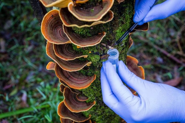 What Is Biodiversity? Why We Need To Take Action To Save It
