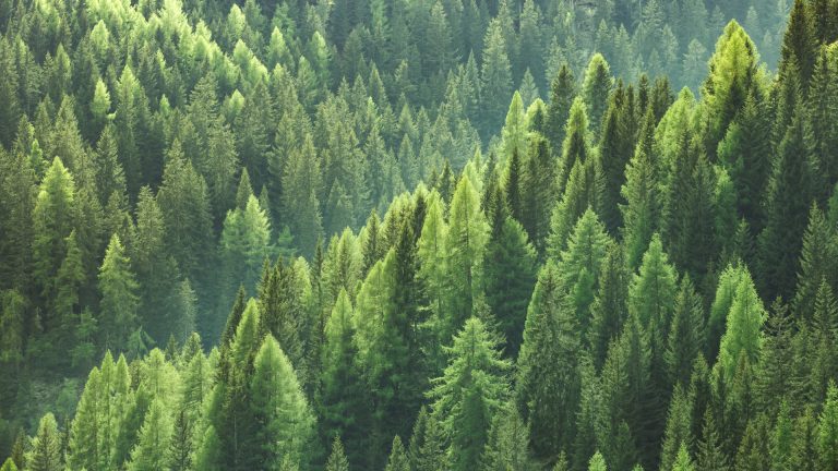 Spruce-Forest-Unity-President-Banner