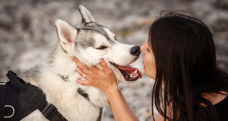 beautiful-girl-plays-with-a-dog-grey-and-white-