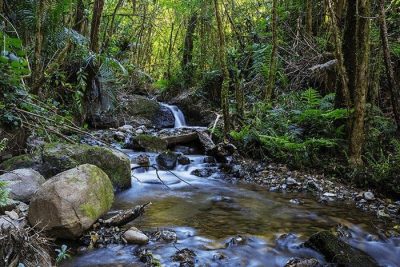 creek-in-jungle-2021-08-26-23-01-12-utc-min