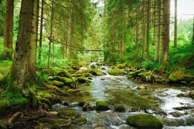 flowing-stream-on-the-forest-2023-11-27-05-26-13-utc-scaled