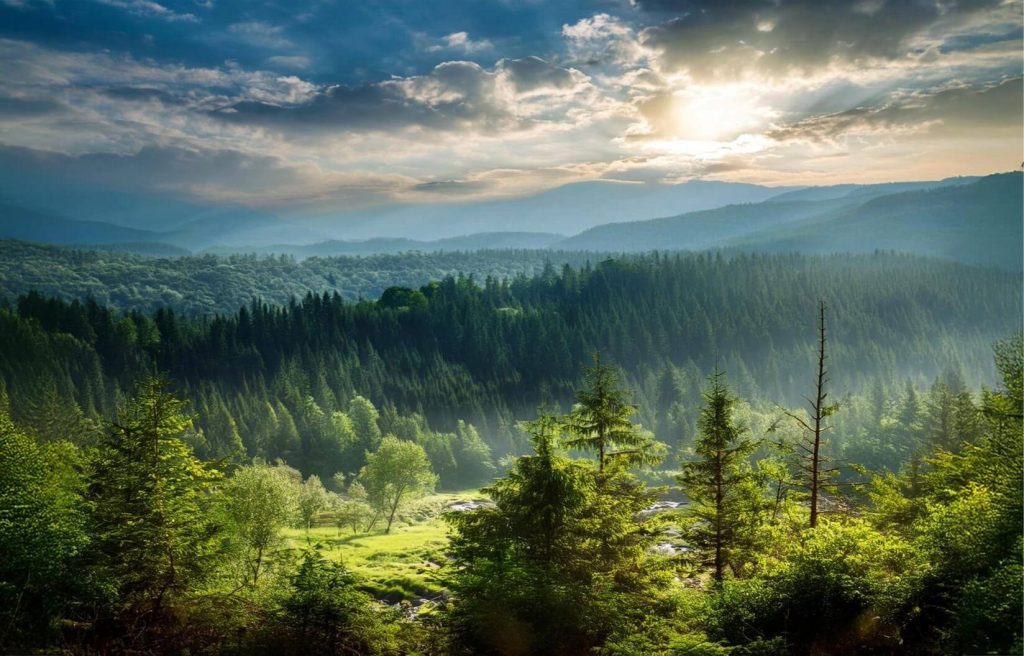 forest-landscape