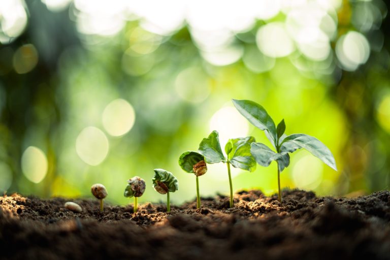 growth-trees-concept-coffee-bean-seedlings-nature-utc