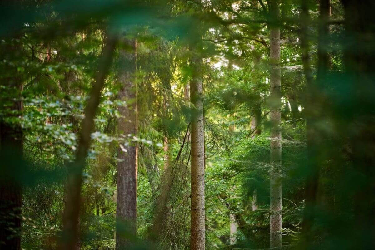 hub-the-forest-in-autumn-2023-11-27-04-53-59-utc-scaled