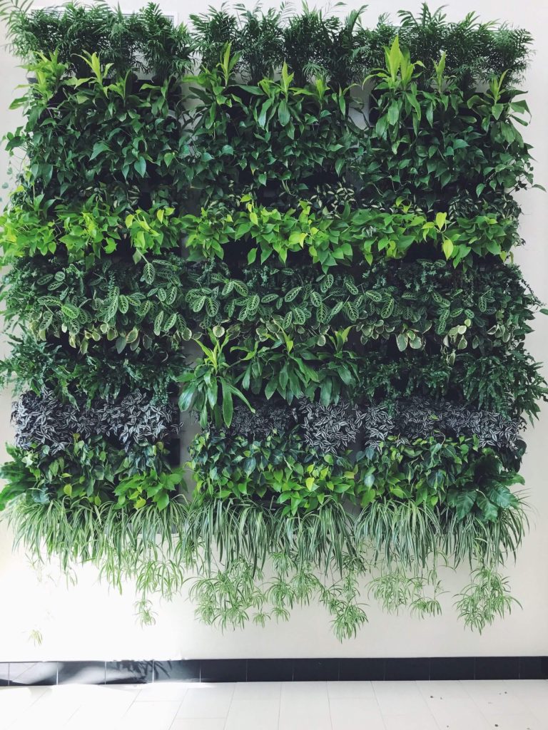 living-green-plants-on-a-white-wall-2024-12-03-15-45-12-utc