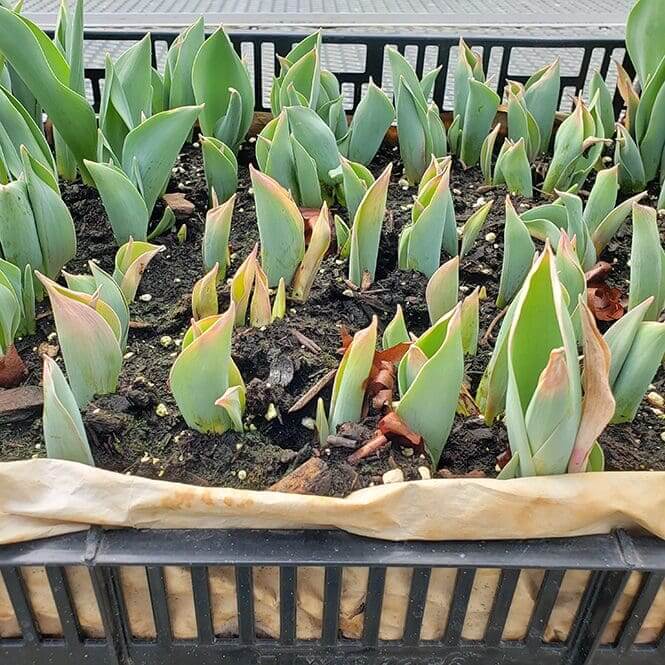 mckay-farm-flowers-budding-unity-college (1)