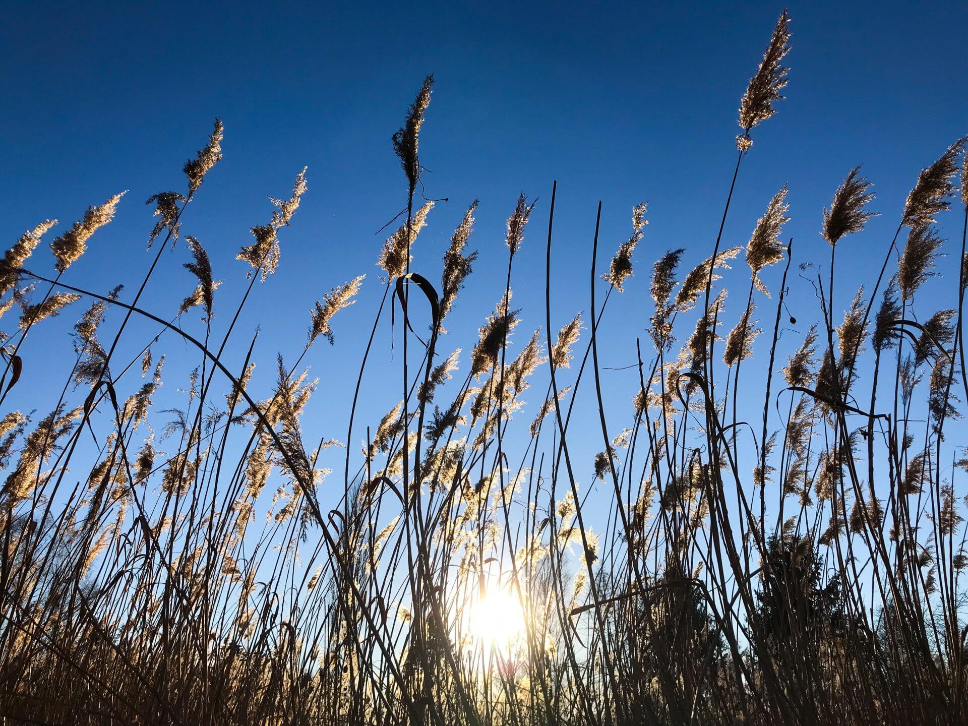 pampas-grass-against-sunlight-and-blue-sky-2025-01-09-03-21-18-utc