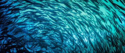 school-of-fish-swimming-in-a-semicircle–utc