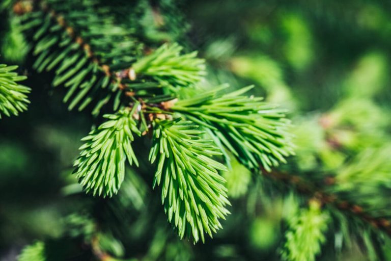 spruce-or-fir-tree-young-branches-in-the-wood-blo-2022-04-16-03-07-05-utc-scaled