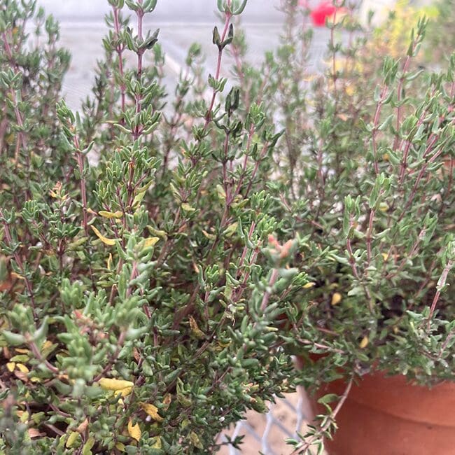 thyme-mckay-farm-unity-college (1)
