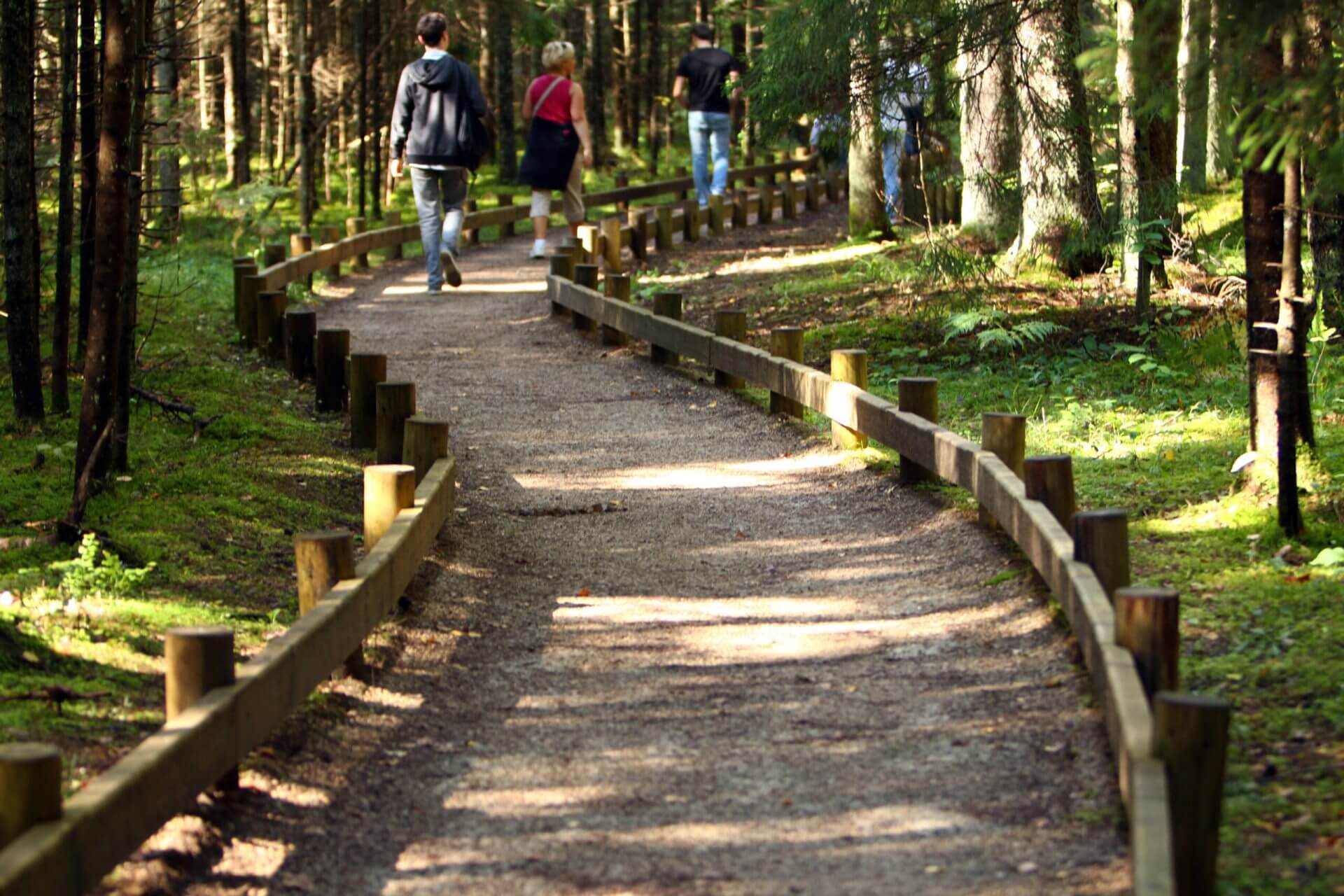 trail-in-forest-for-tourist-2023-11-27-05-27-40-utc-scaled