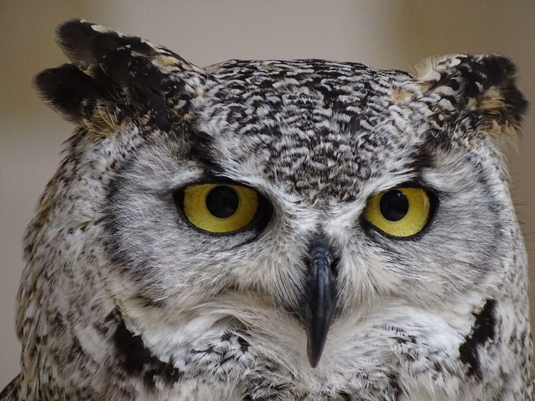 unity-college-captive-wildlife-care-and-education