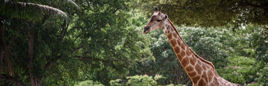 How to Become a Zookeeper