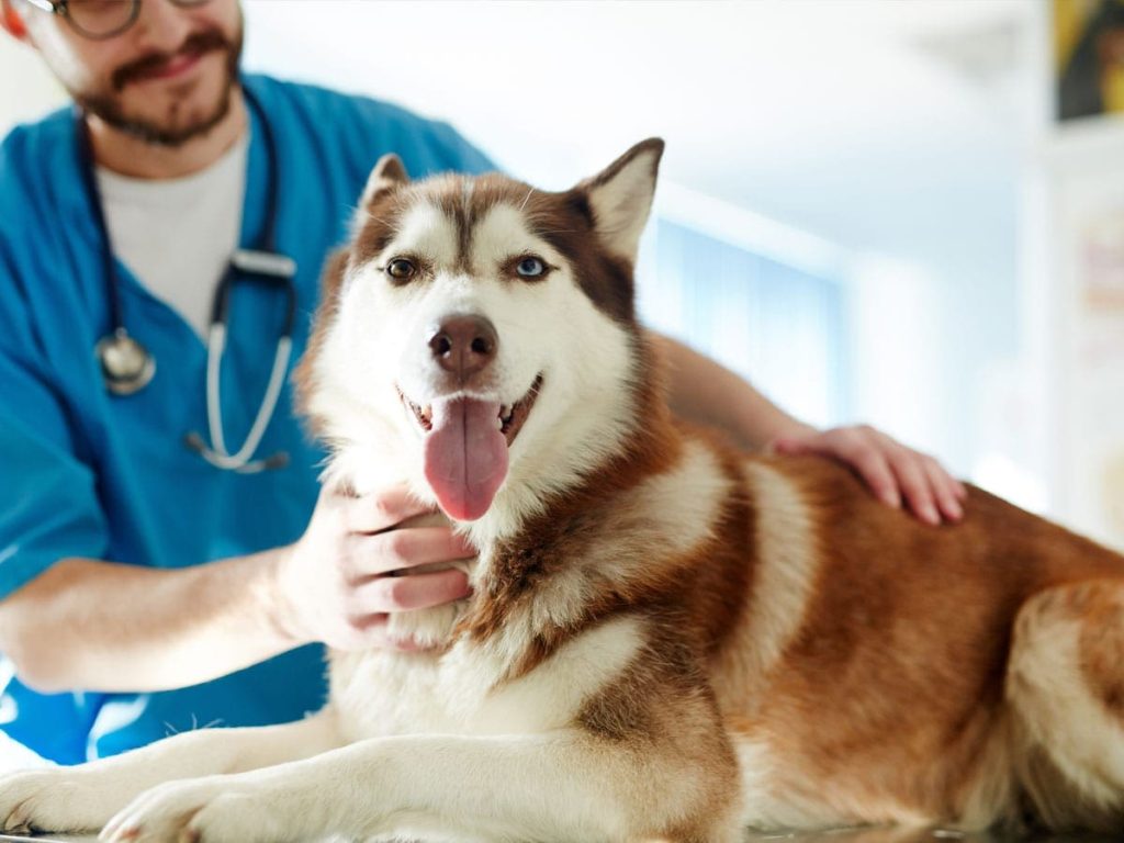 How to Become a Veterinarian