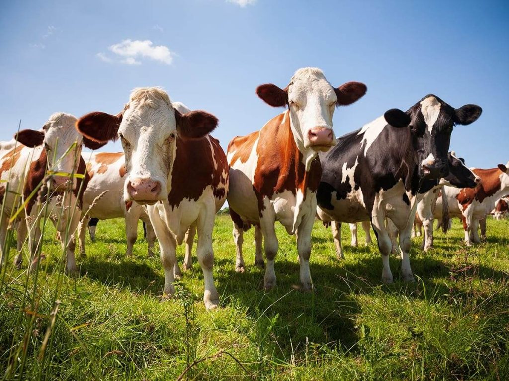 Farm Manager