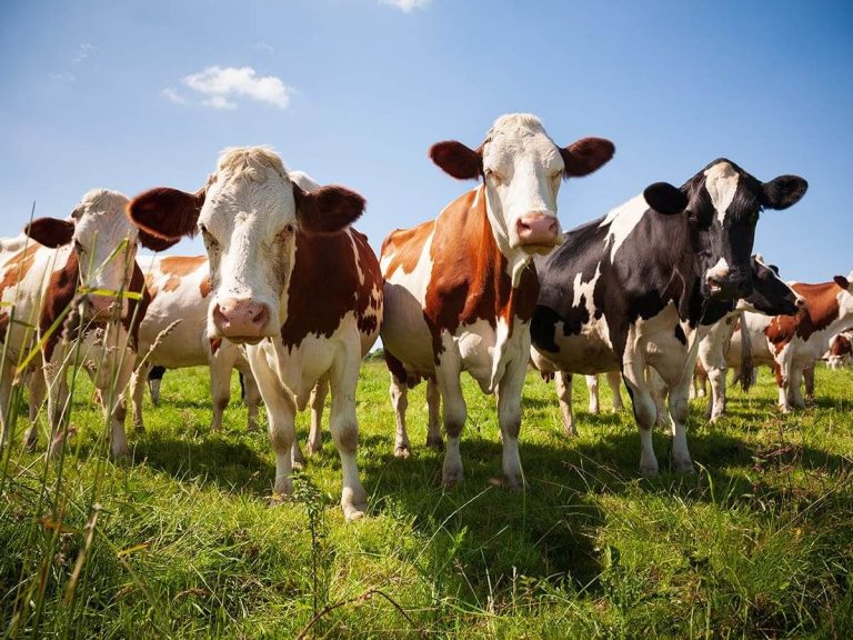 Farm Manager
