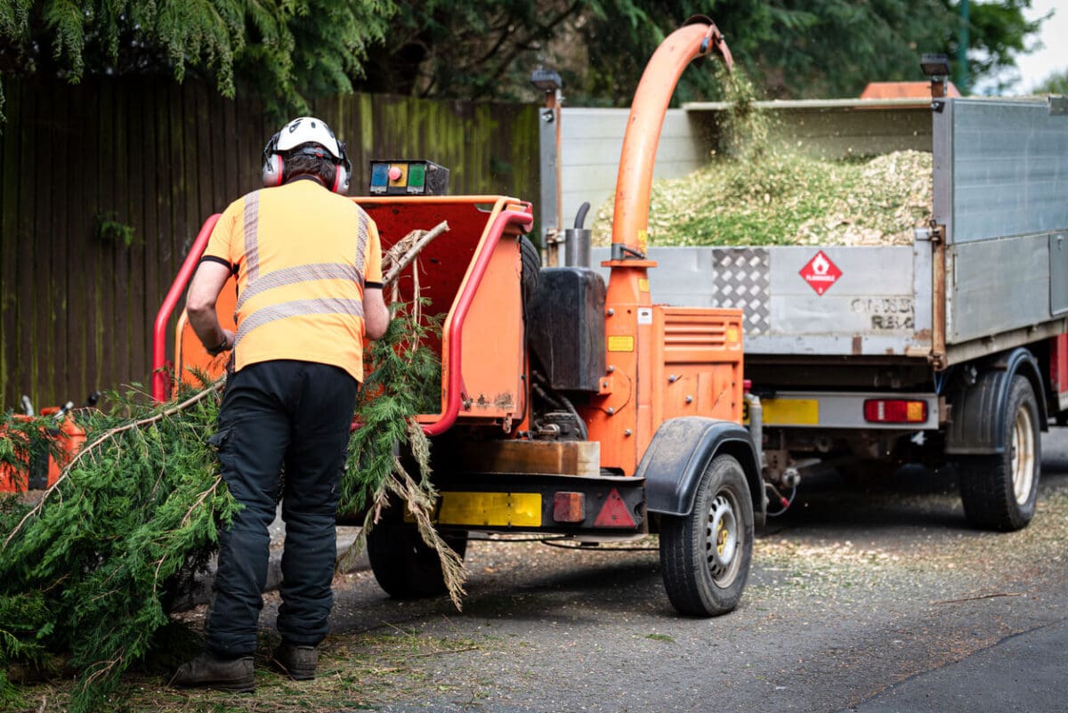 an arborist putting a tree into a woodchipper