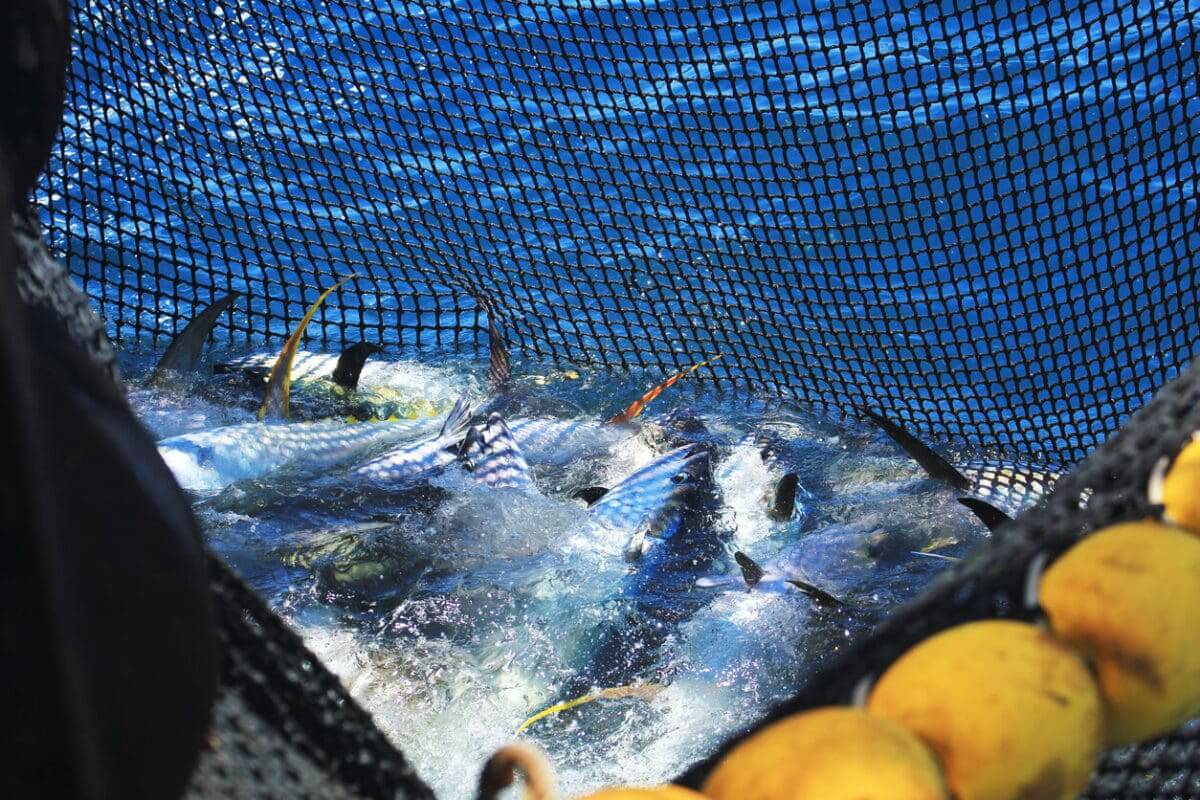 a group of tuna fish being caught in a big net