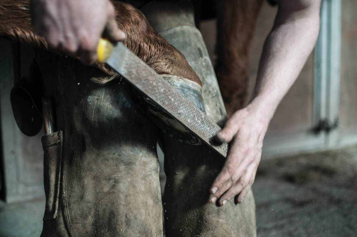 Farrier Trimming a Horse's Hoof