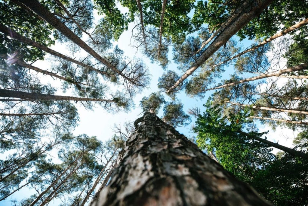 Forestry Technician