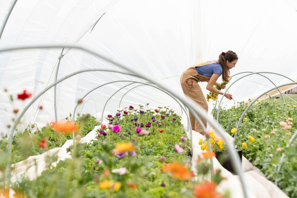 Greenhouse Manager Working