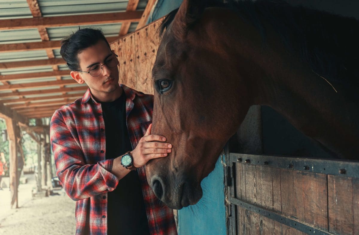 A Job Working With Horse