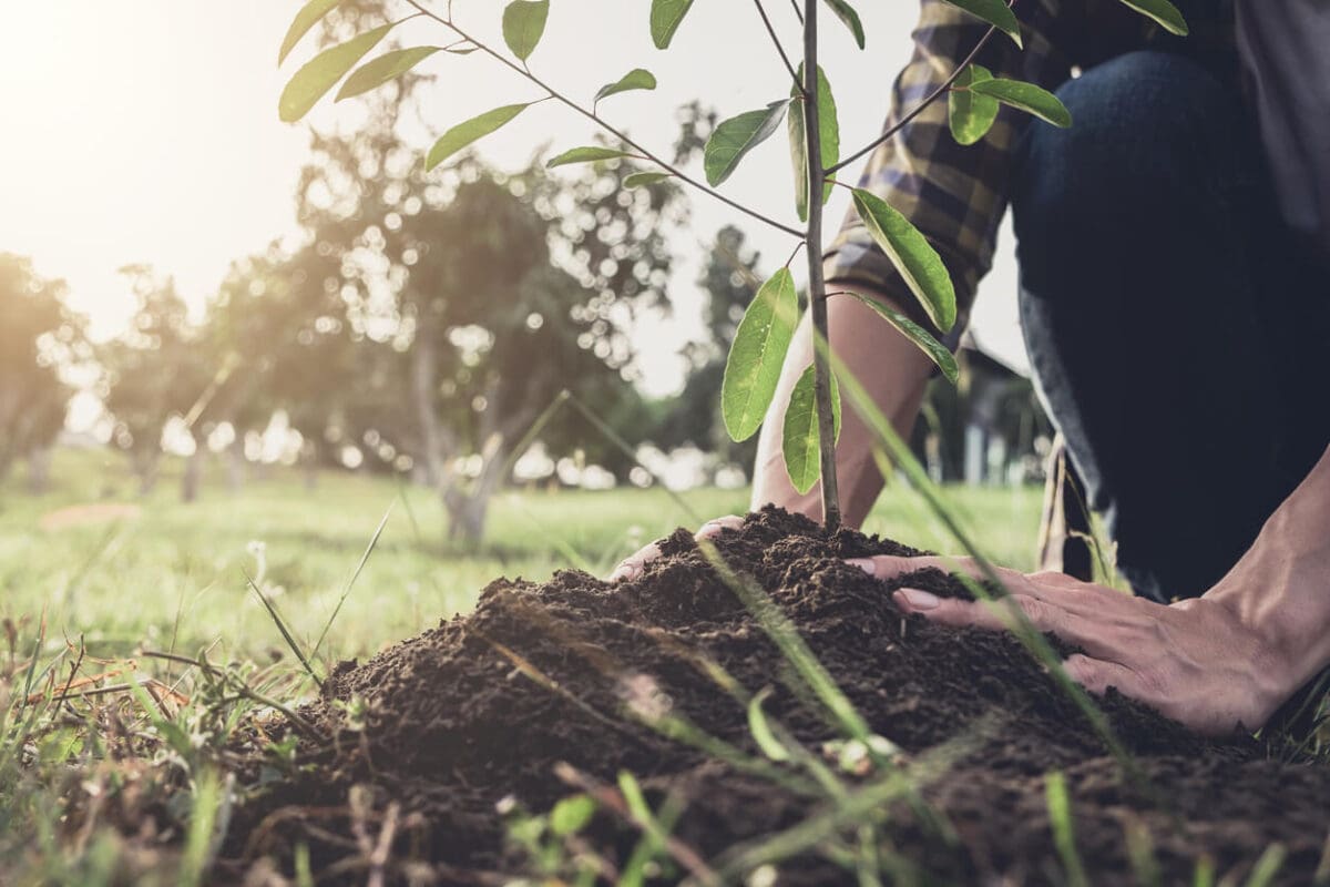 someone planting a tree to aid in assisted migration