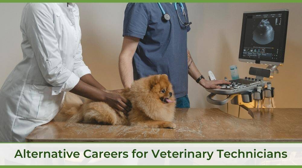 two veterinary technicians working with a dog