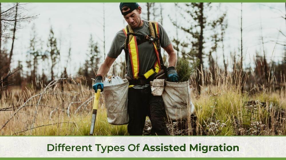 a forestry technician aiding in assisted migration